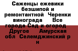 Саженцы ежевики безшипой и ремонтантной. Черенки винограда . - Все города Сад и огород » Другое   . Амурская обл.,Селемджинский р-н